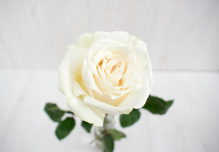 Buy Online High quality and Fresh Playa Blanca Rose - Greenchoice Flowers