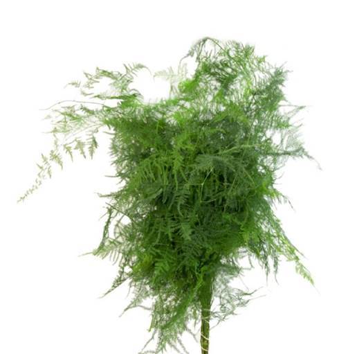 Buy Online High quality and Fresh Plumosa - Greenchoice Flowers