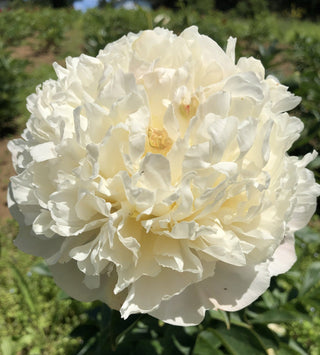 Buy Online High quality and Fresh Princess Bride Peony - Greenchoice Flowers