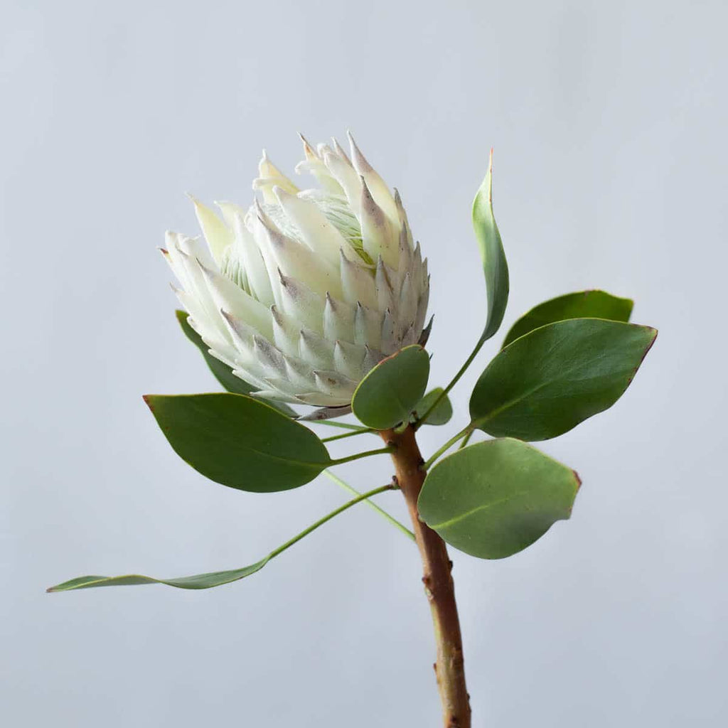 Protea White King - Artic Ice 60cm  (African Flower)