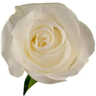 Buy Online High quality and Fresh Proud Rose - Greenchoice Flowers