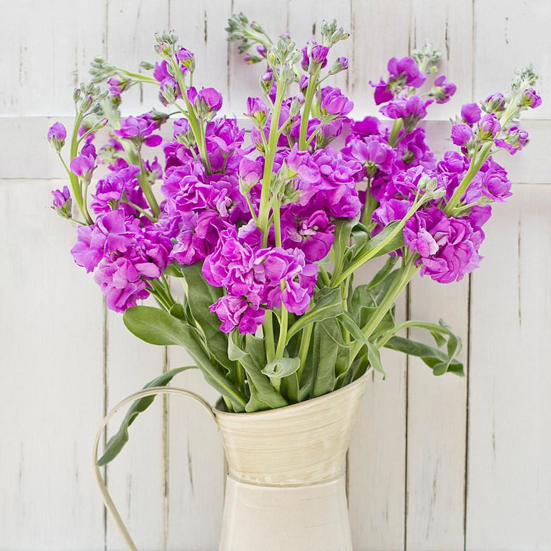 Buy Online High quality and Fresh Purple Stock - Greenchoice Flowers