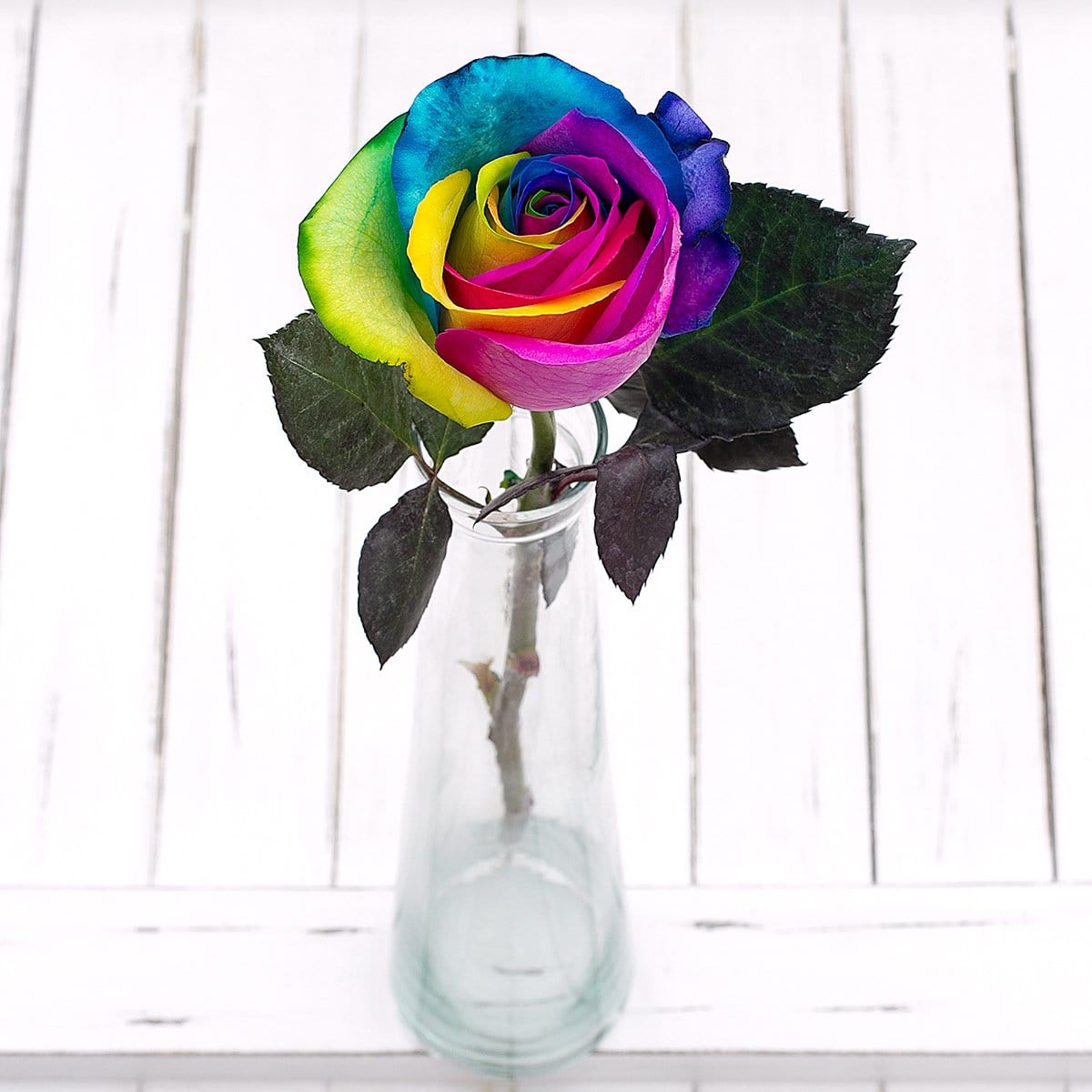 Rainbow Colored Flowers