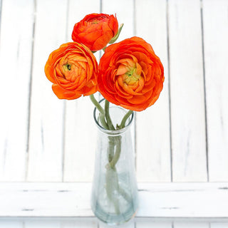 Buy Online High quality and Fresh Orange Ranunculus - Greenchoice Flowers