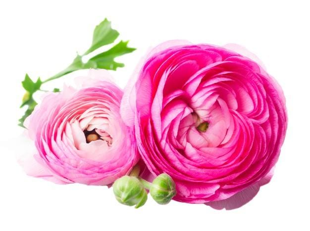 Buy Online High quality and Fresh Pink Ranunculus - Greenchoice Flowers