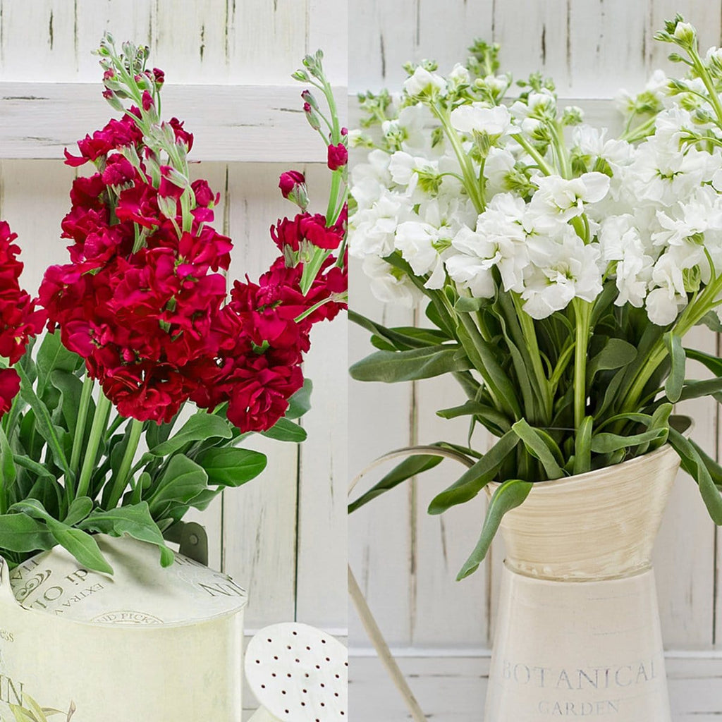 Buy Online High quality and Fresh Stock X-mas Red & White - Greenchoice Flowers