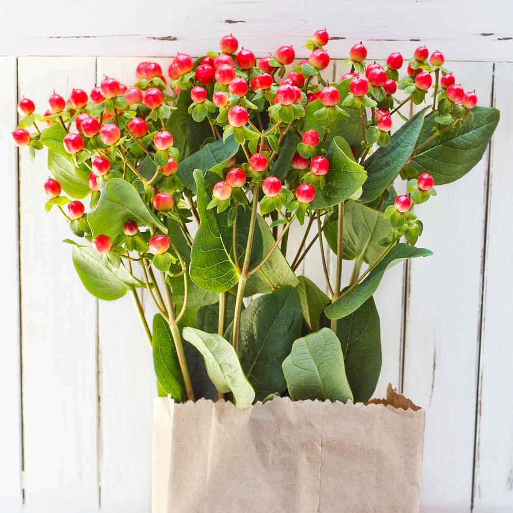 Buy Online High quality and Fresh Red Spray Hypericum - Greenchoice Flowers