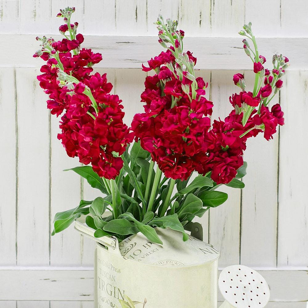 Buy Online High quality and Fresh Red Stock - Greenchoice Flowers