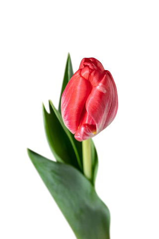 Tulip Red