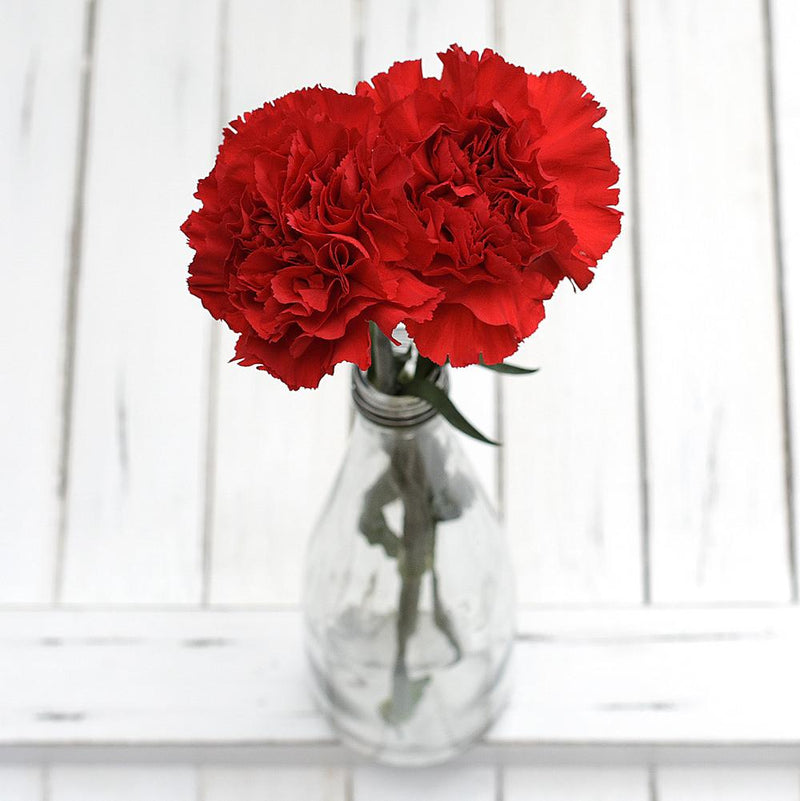 Buy Online High quality and Fresh Red Carnation - Greenchoice Flowers