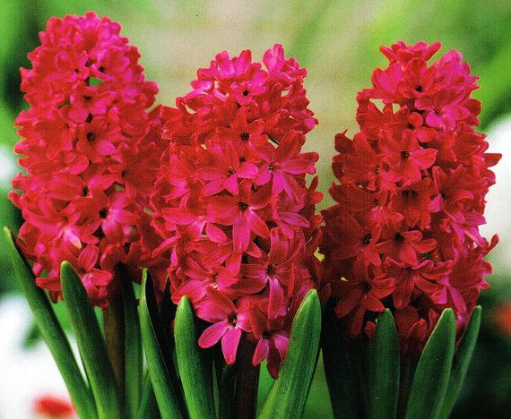 Buy Online High quality and Fresh Red Hyancith - Greenchoice Flowers