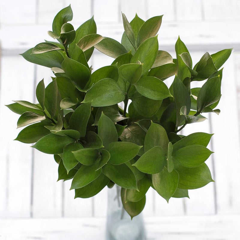 Israeli Ruscus Greenery Foliage (Fresh Cut)