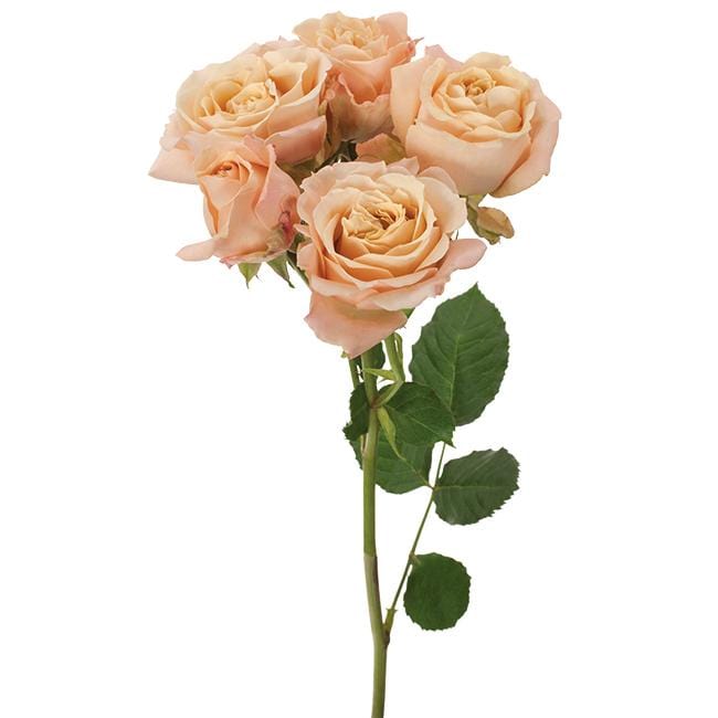 Buy Online High quality and Fresh Sahara Sensation Spray Rose - Greenchoice Flowers