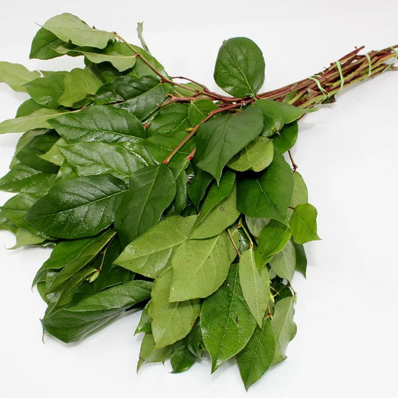 Buy Online High quality and Fresh Salal Tips - Greenchoice Flowers