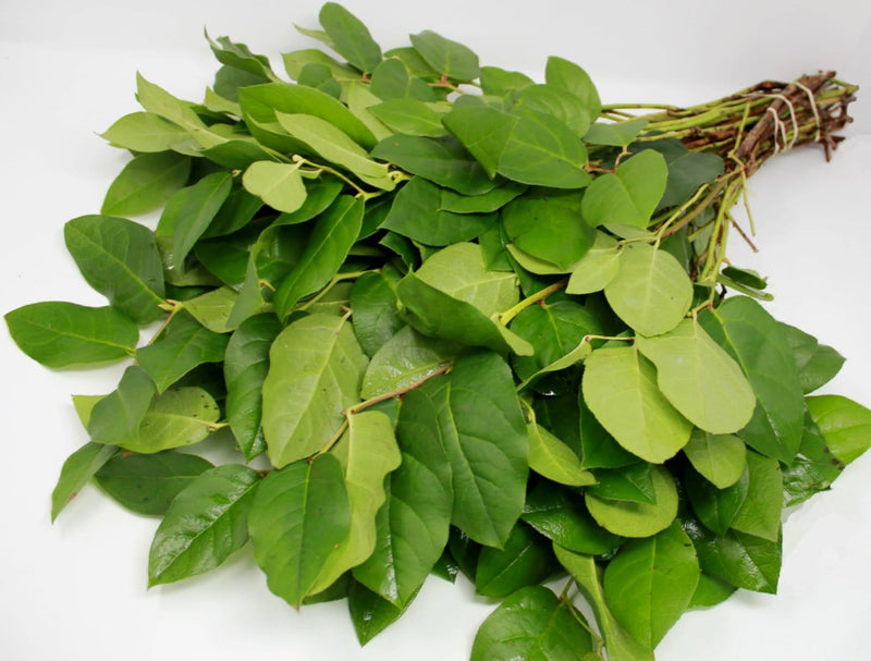 Buy Online High quality and Fresh Salal - Greenchoice Flowers