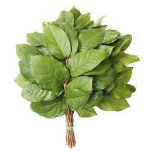 Buy Online High quality and Fresh Salal Tips - Greenchoice Flowers