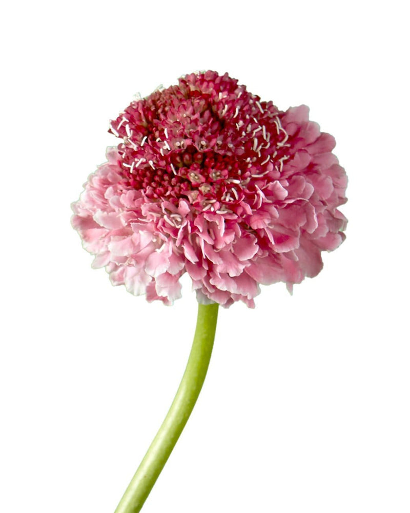 Buy Online High quality and Fresh Focal Scabiosa Candy - Greenchoice Flowers