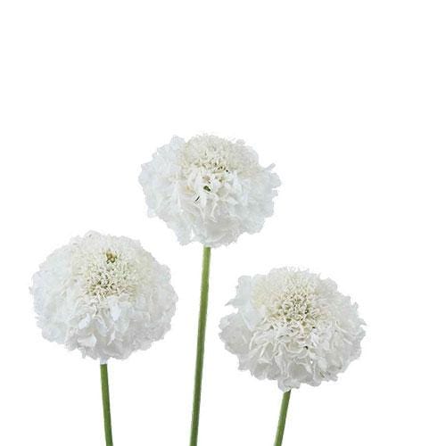 Buy Online High quality and Fresh Focal Scabiosa White - Greenchoice Flowers