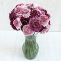 Assorted Scabiosa