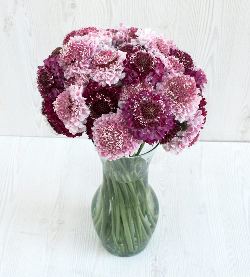 Buy Online High quality and Fresh Assorted Scoop Scabiosa - Greenchoice Flowers