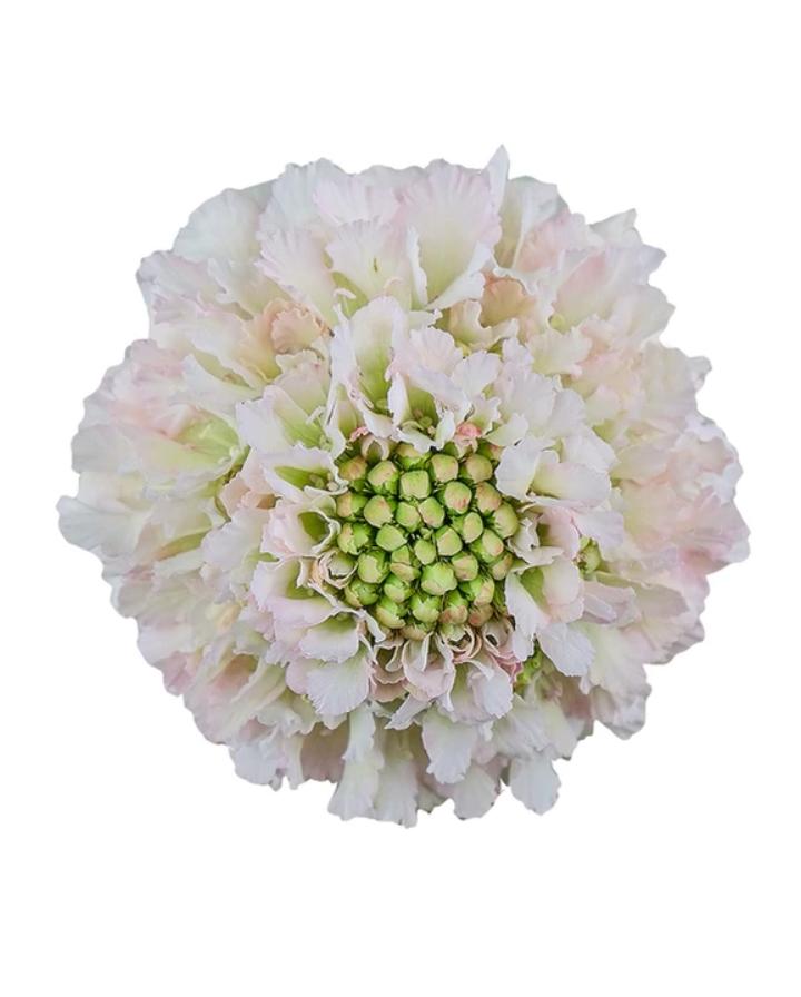 Buy Online High quality and Fresh Focal Scabiosa Hanoi - Greenchoice Flowers