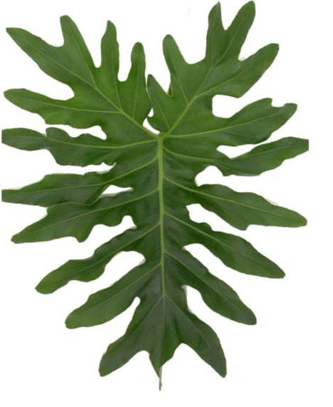 Selloum Leaf Tropical Foliage Greenery (Fresh Cut)