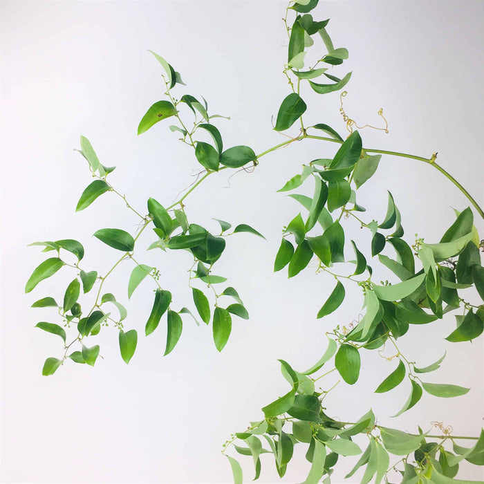 Smilax Vines 🌿 Wedding Greenery 80ft , 150ft & 260ft 📦🌿 Fresh Southern Smilax ✈ Shipping Included