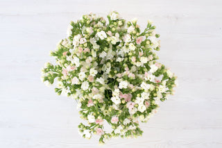 Buy Online High quality and Fresh White Kalanchoe - Greenchoice Flowers