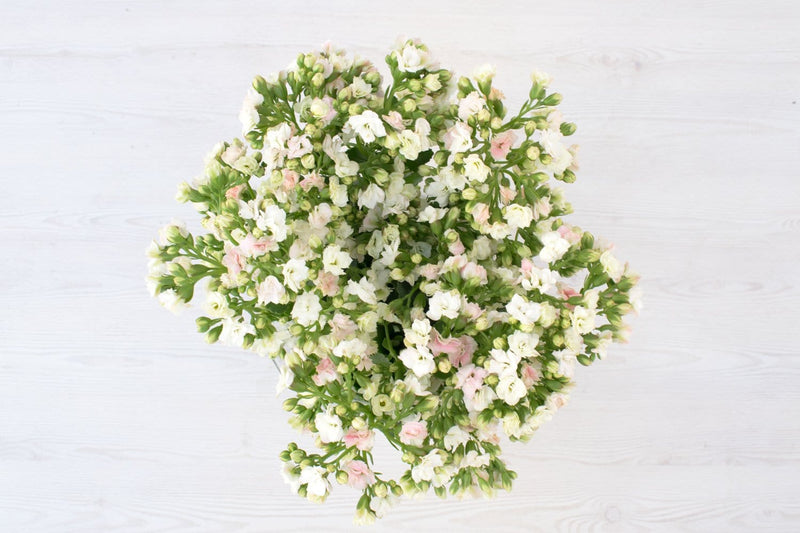 Buy Online High quality and Fresh White Kalanchoe - Greenchoice Flowers
