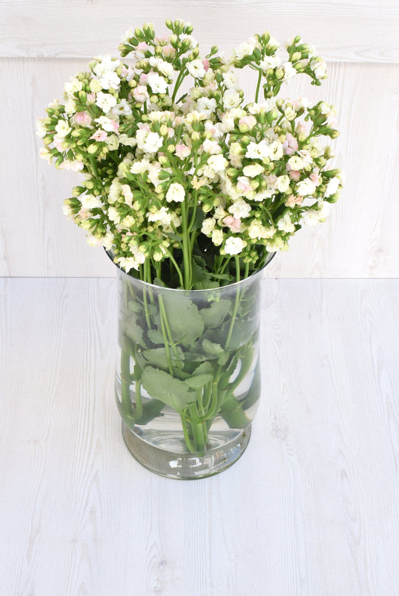 Buy Online High quality and Fresh White Kalanchoe - Greenchoice Flowers