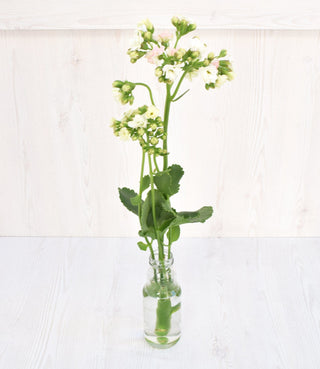 Buy Online High quality and Fresh White Kalanchoe - Greenchoice Flowers