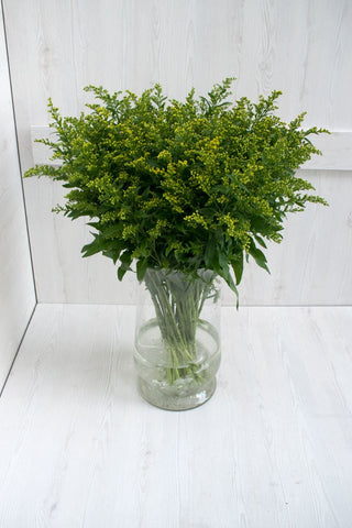 Buy Online High quality and Fresh Solidago - Greenchoice Flowers