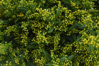 Buy Online High quality and Fresh Solidago - Greenchoice Flowers