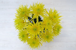 Buy Online High quality and Fresh Spider Mums Saffina Neon - Greenchoice Flowers