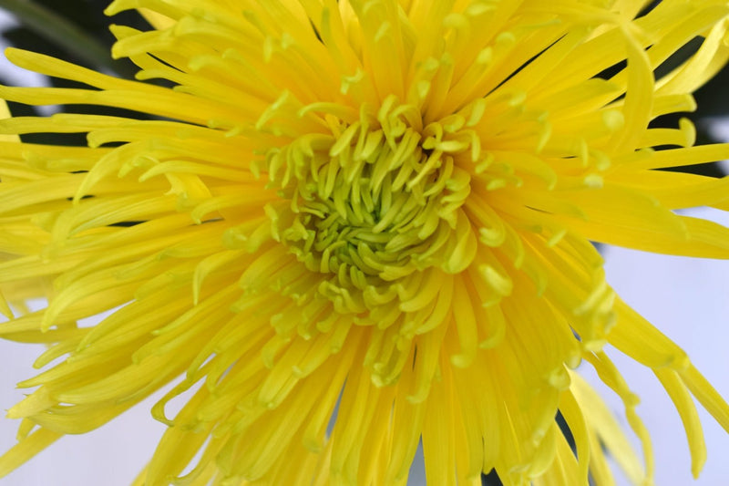 Buy Online High quality and Fresh Spider Mums Saffina Neon - Greenchoice Flowers