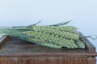 Buy Online High quality and Fresh Spray Millet - Greenchoice Flowers