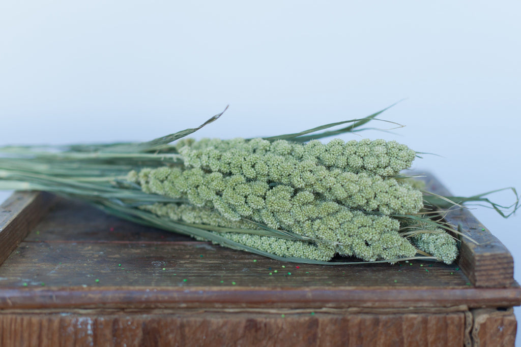 Buy Online High quality and Fresh Spray Millet Natural - Greenchoice Flowers