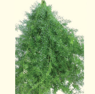 Sprengerii Fern Foliage Greenery (Fresh Cut)