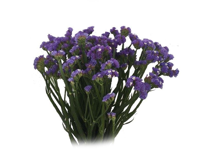 Buy Online High quality and Fresh Blue Statice - Greenchoice Flowers