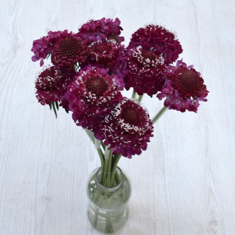 Buy Online High quality and Fresh Strawberry Scoop Scabiosa - Greenchoice Flowers