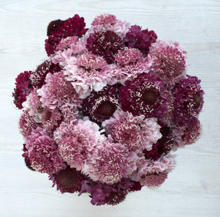 Buy Online High quality and Fresh Assorted Scoop Scabiosa - Greenchoice Flowers