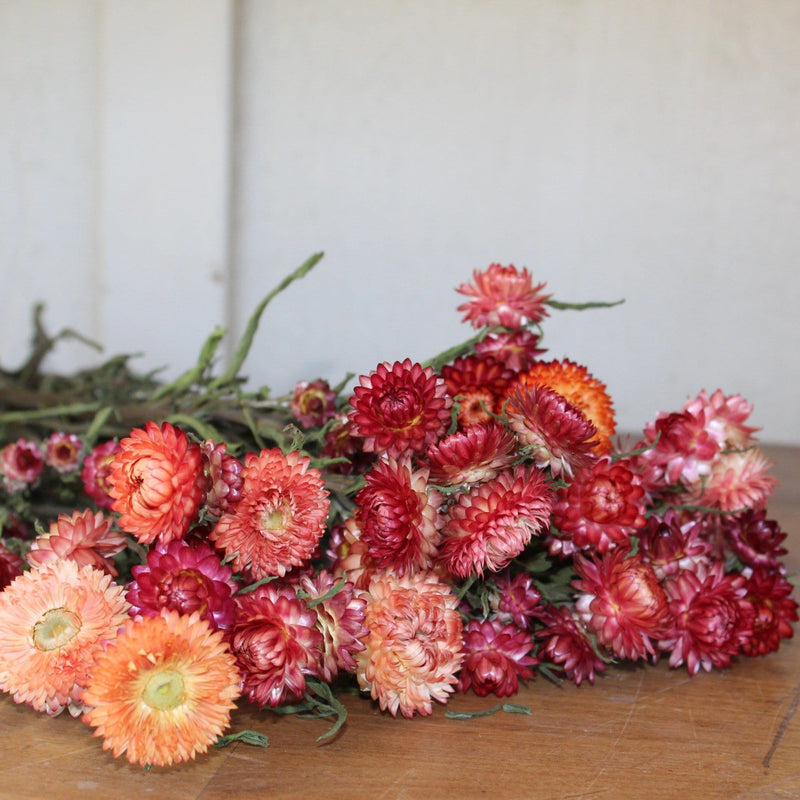 Buy Online High quality and Fresh Strawflower Assorted - Greenchoice Flowers