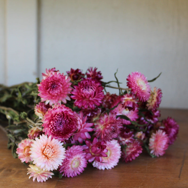 Buy Online High quality and Fresh Strawflower Assorted Natural - Greenchoice Flowers