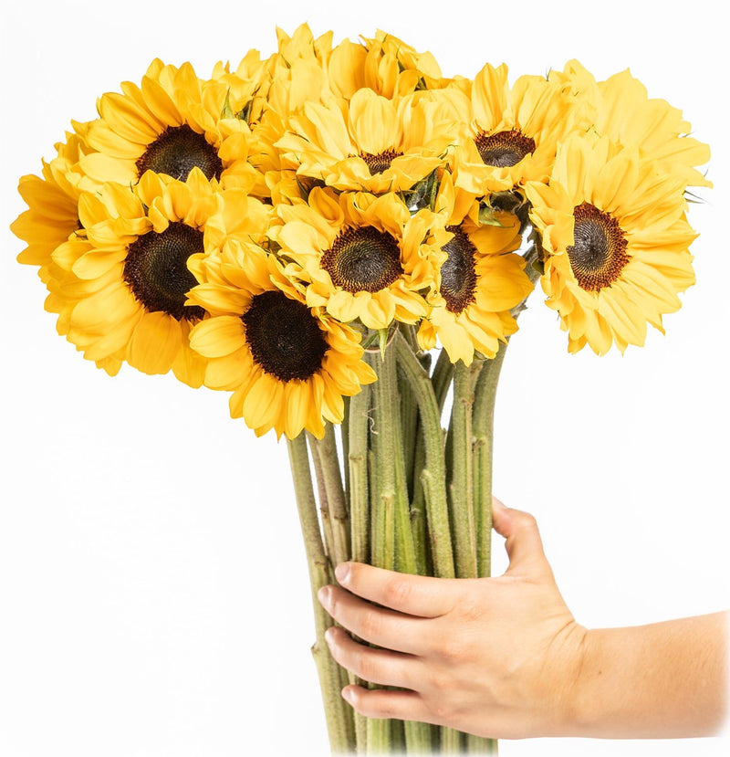 Buy Online High quality and Fresh Sunflowers - Greenchoice Flowers