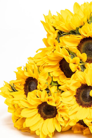 Buy Online High quality and Fresh Sunflowers - Greenchoice Flowers