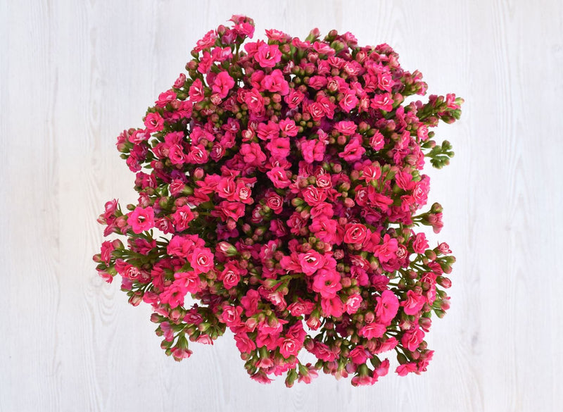 Buy Online High quality and Fresh Sweet Pink Kalanchoe - Greenchoice Flowers