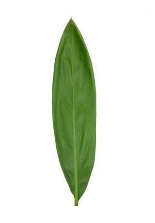 Ti Leaves Jamaican Green Cordyline Tropical Foliage Greenery (Fresh Cut)