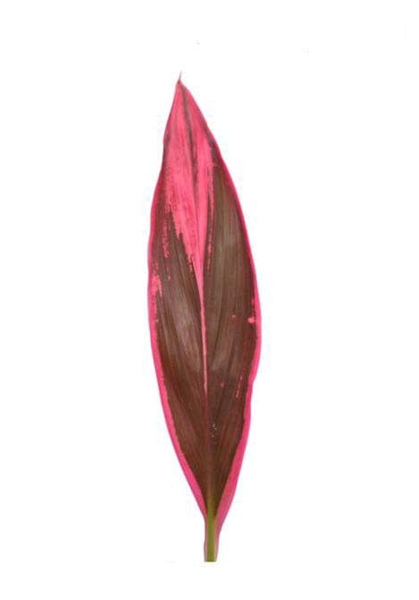 Ti Leaves Red Sister Cordyline Tropical Foliage Greenery (Fresh Cut)