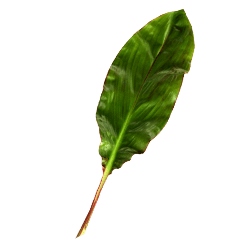 Buy Online High quality and Fresh Variegated TI Leaf - Greenchoice Flowers