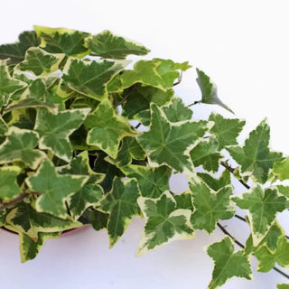 Green Ivy Variegated Greenery Foliage Vine (Fresh Cut)